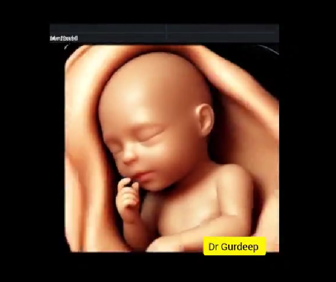 Advanced Fetal HD Live